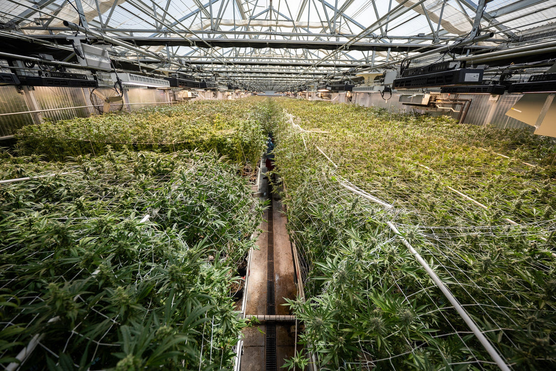 Weeds Near Me: Your Complete Guide to Finding Local Cannabis Dispensaries