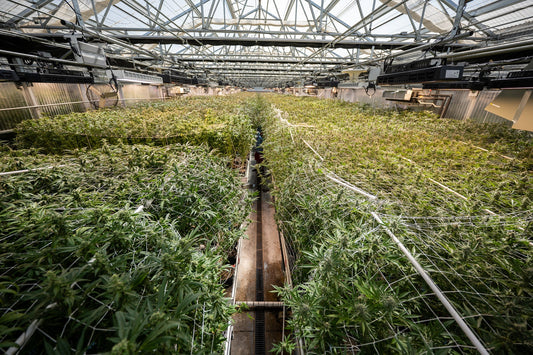 Weeds Near Me: Your Complete Guide to Finding Local Cannabis Dispensaries