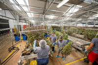 weed farm