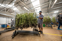 fresh cannabis plant