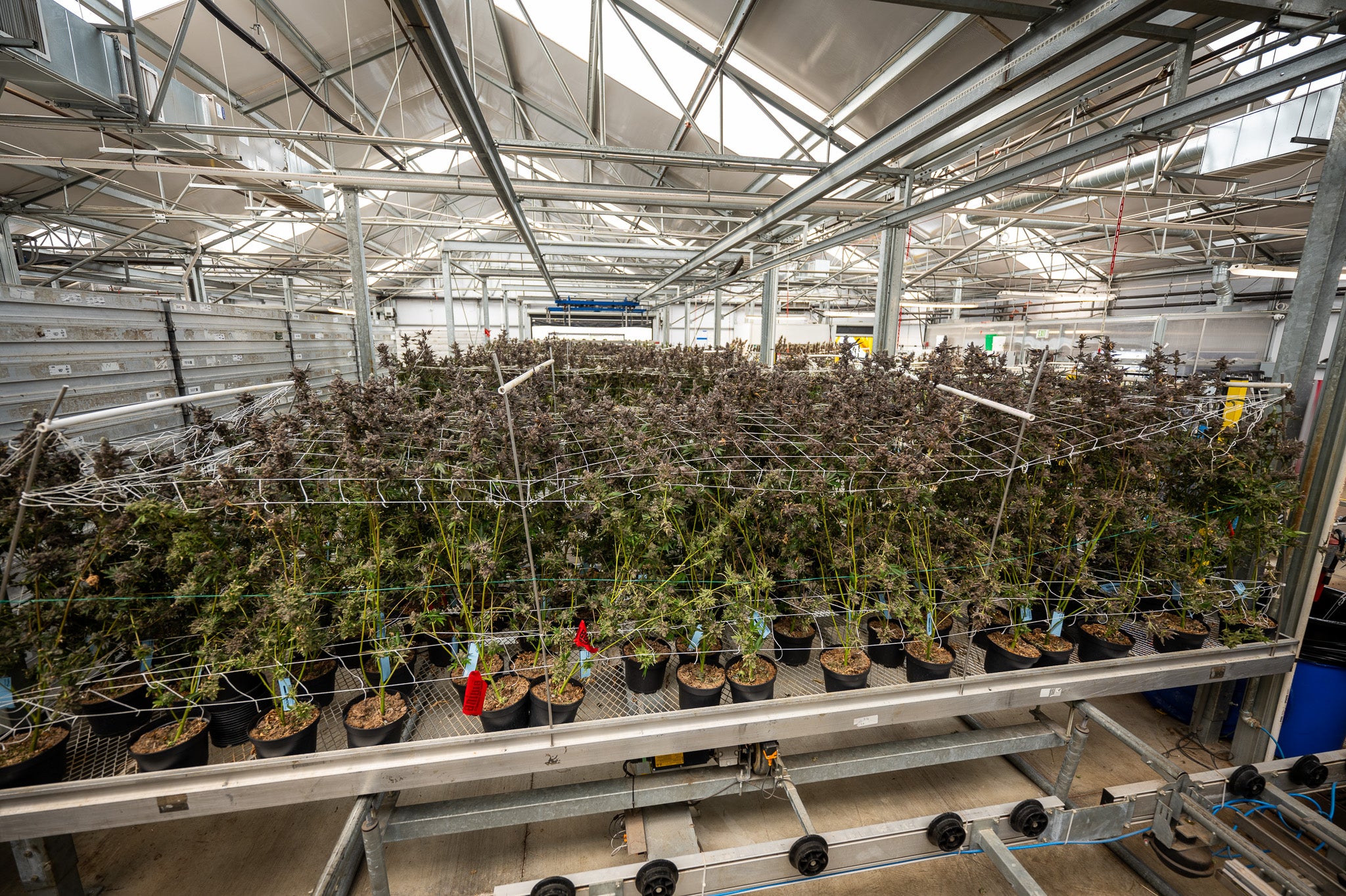 Commercial cannabis greenhouse with organized rows of potted plants under metal framework and support netting