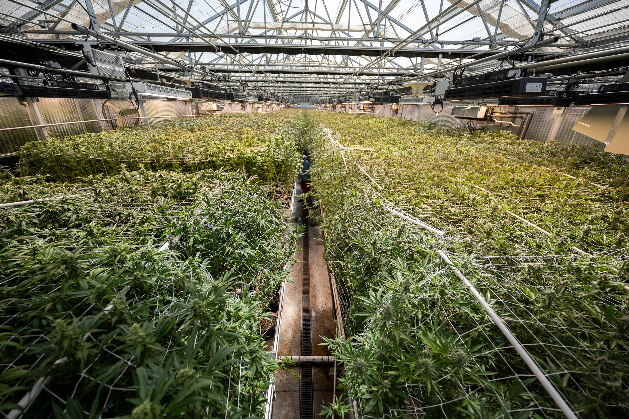 weed farm facilities