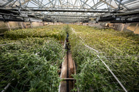 weed farm facilities