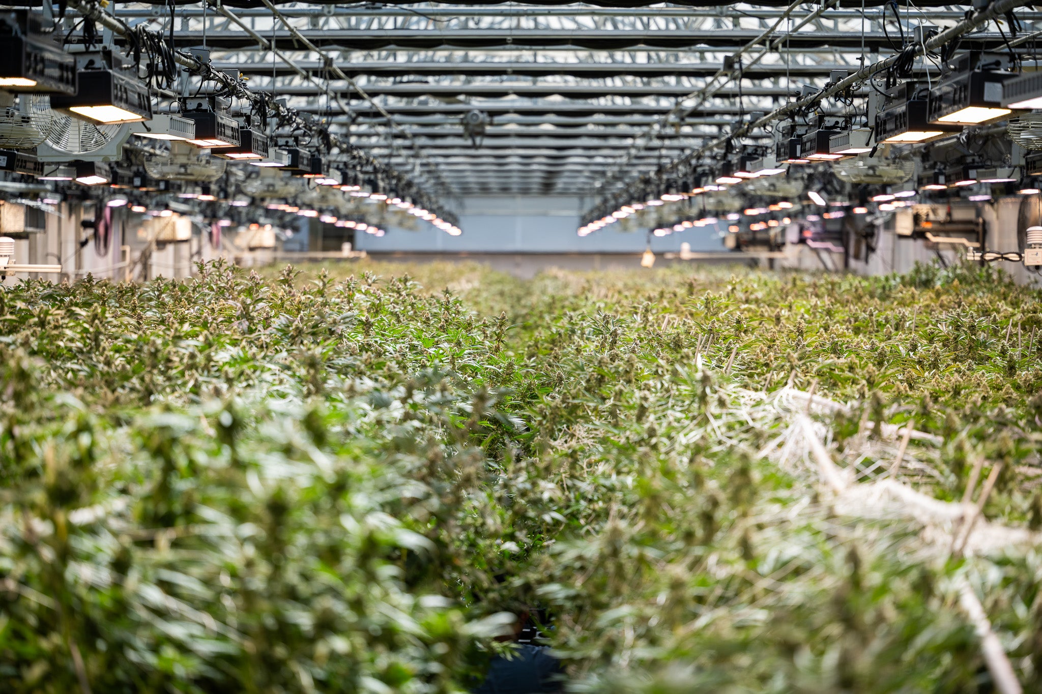 weed farm