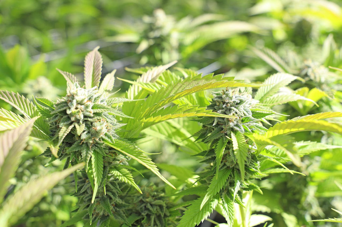 Weed Flavor: Understanding Taste, Terpenes & Best Strains