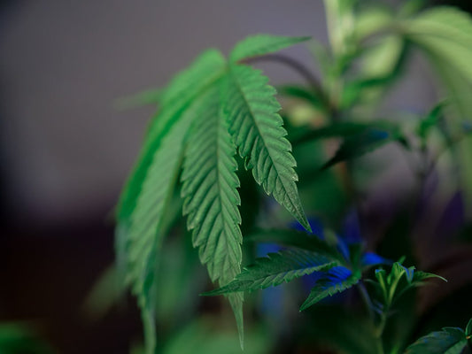 Legal THC Explained: Understanding Types, Laws, and Loopholes