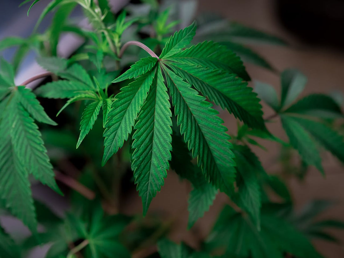 Weed Juice: How to Make and Enjoy Non-Psychoactive Cannabis