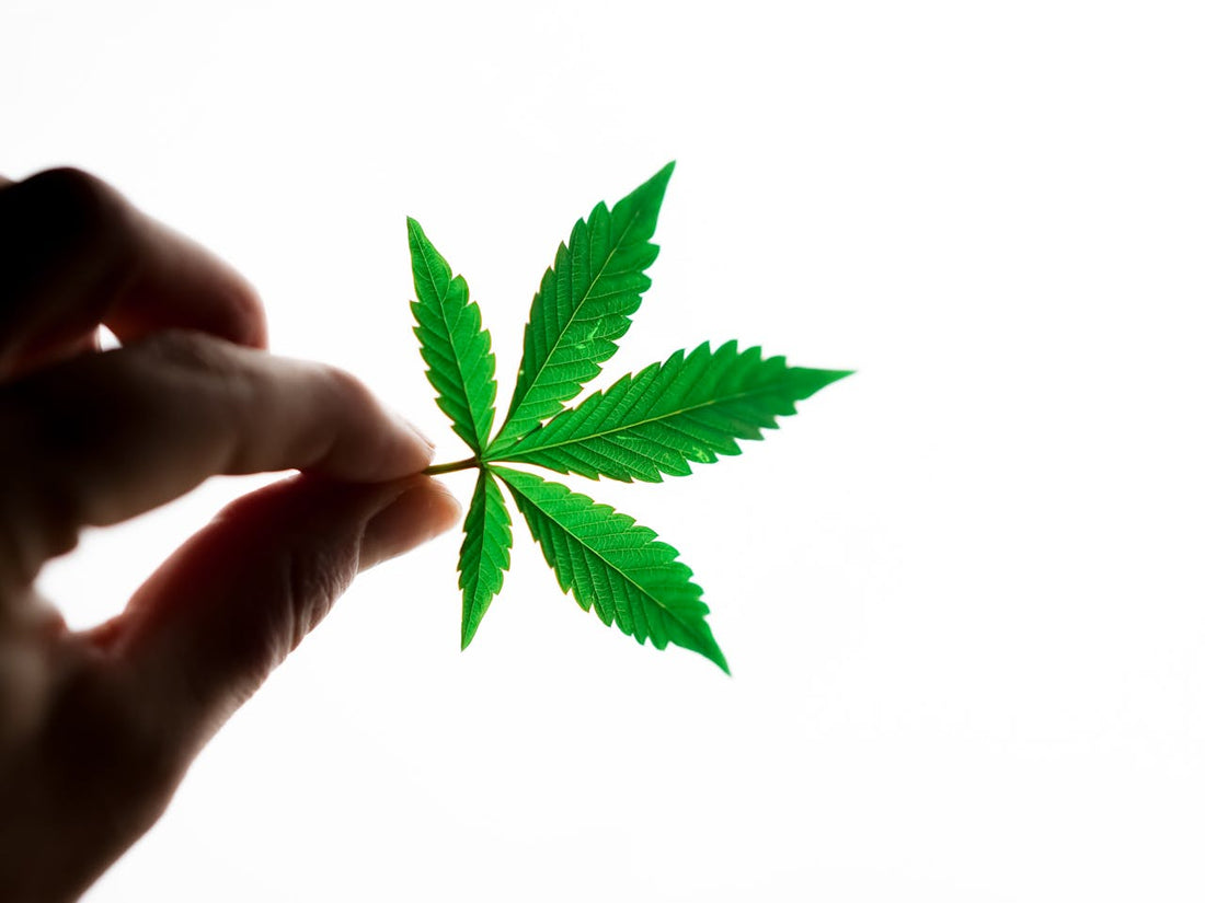 The Ultimate Guide to Weed Flavors: Terpenes, Taste, and Strain Selection