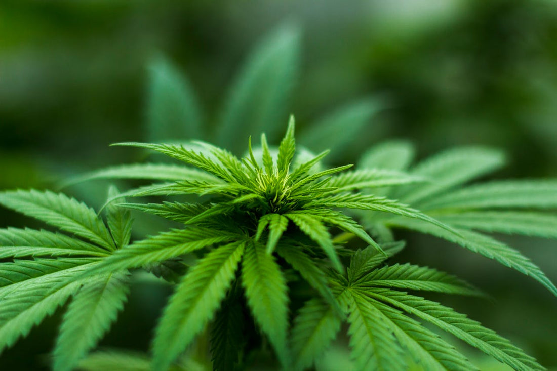 Weed Juice: The Ultimate Guide to Raw Cannabis Juice Benefits
