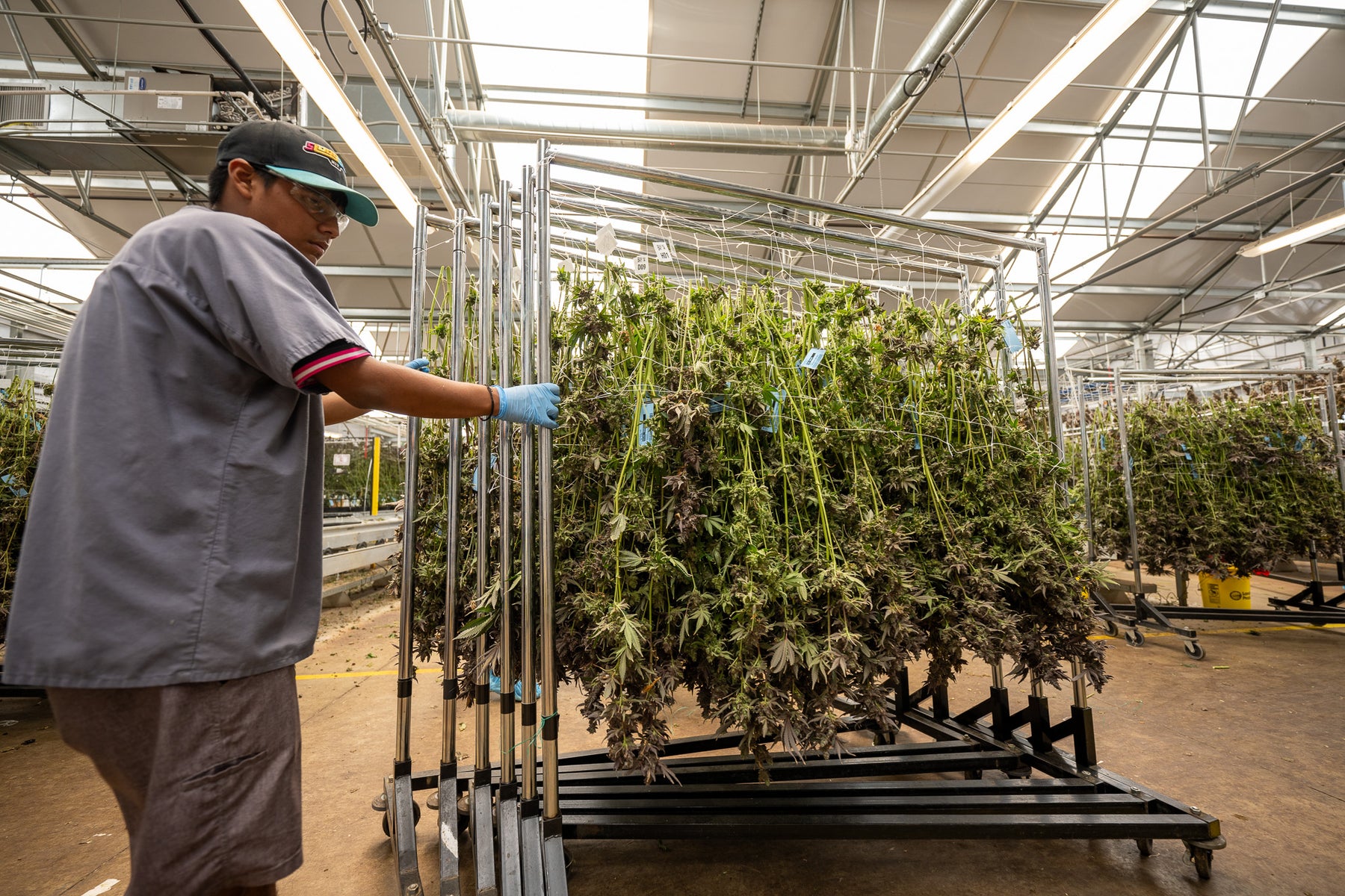 cannabis farm