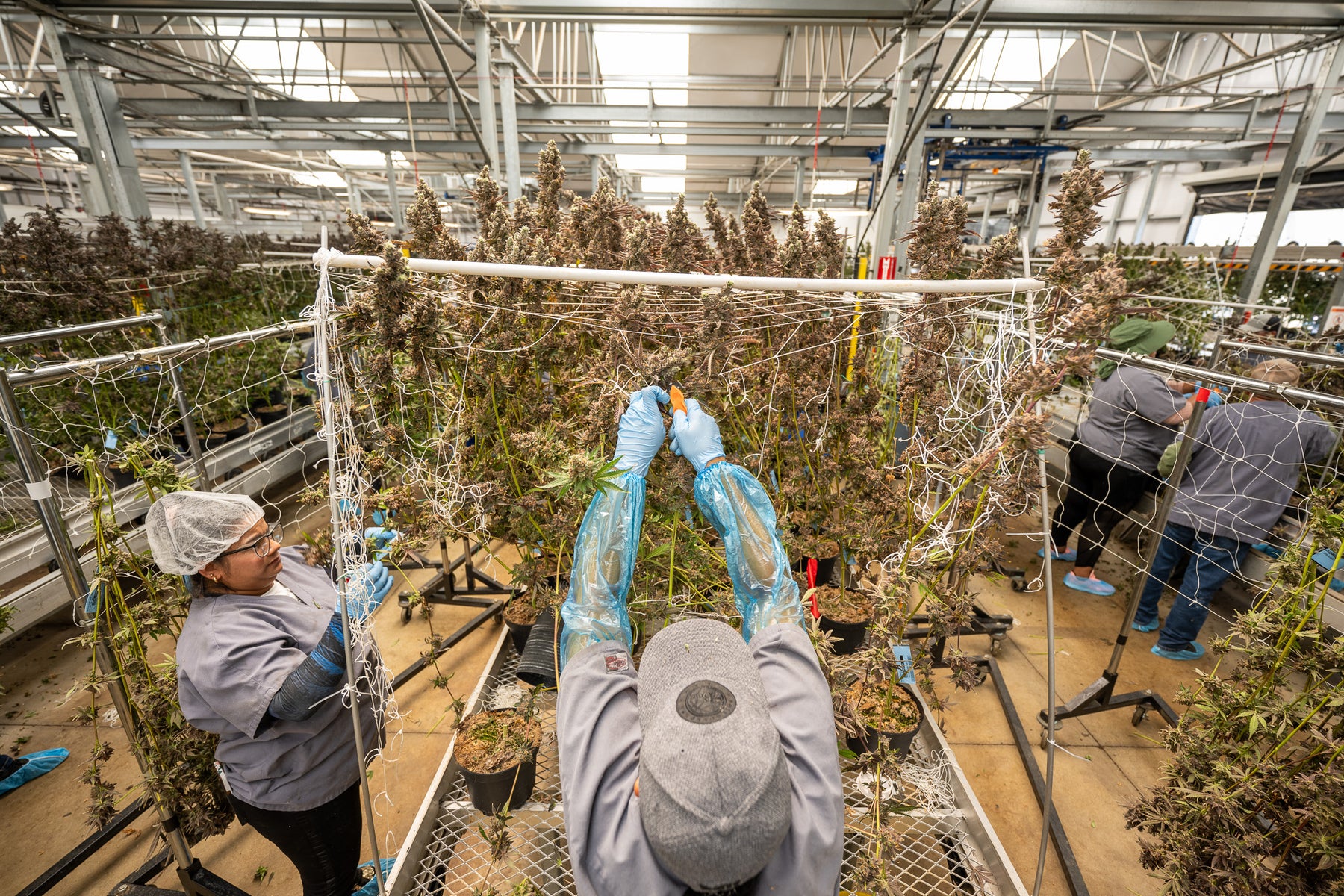 sluggers cannabis farm