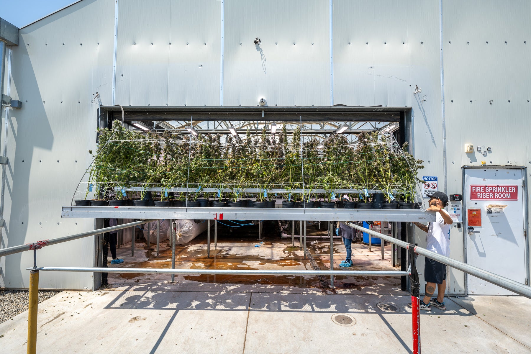 cannabis farm