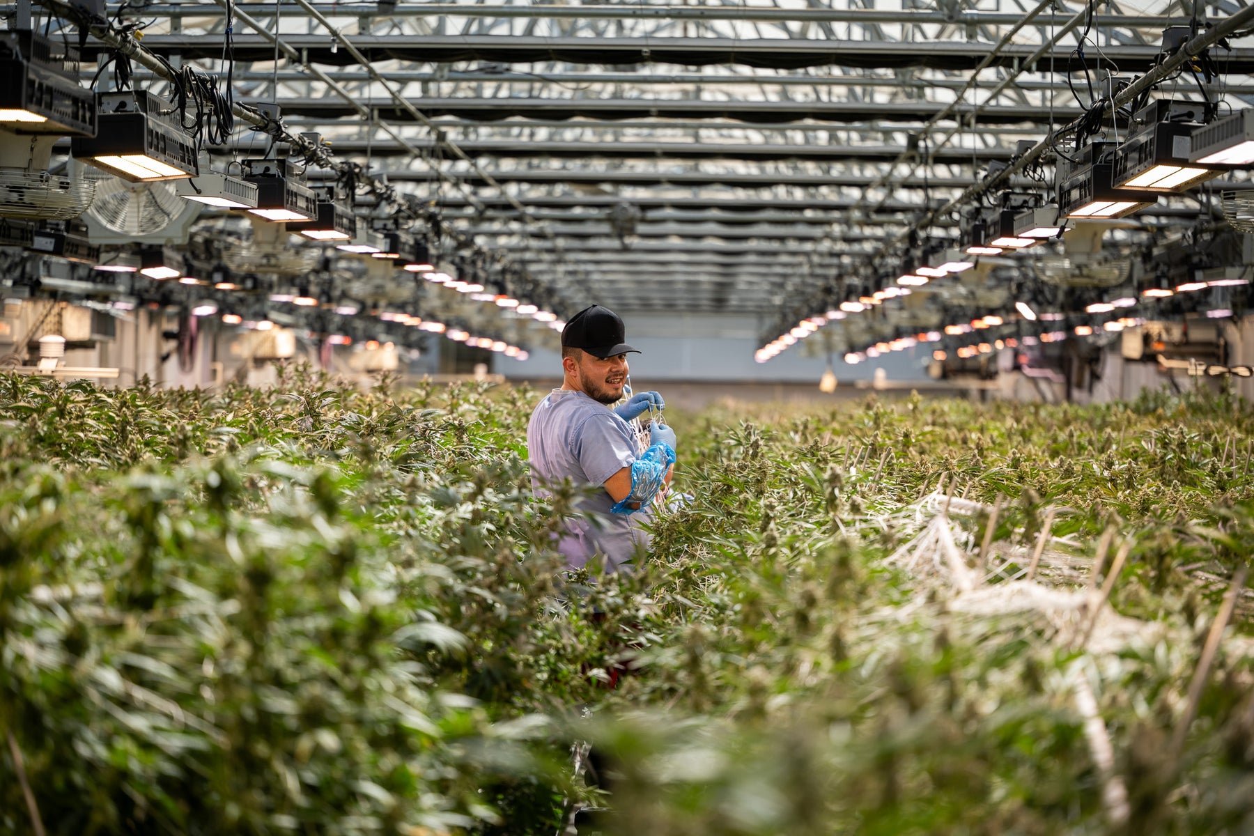sluggers cannabis farm