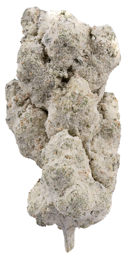 ICED Lemon Tree Sativa Jarred Infused Flower 3.5g